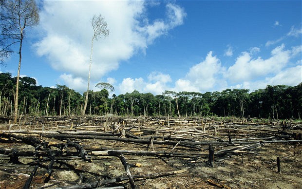 deforestation