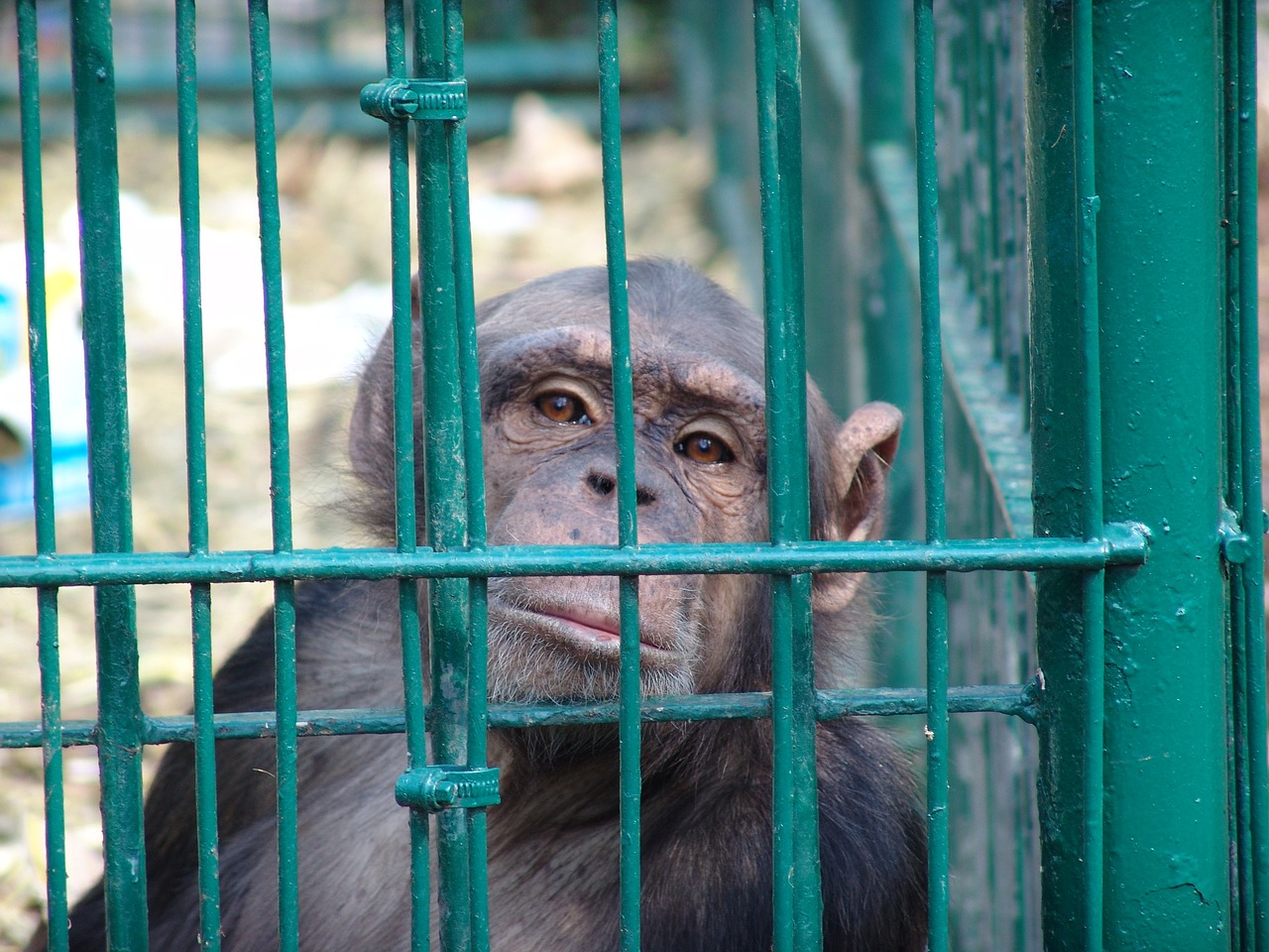 Animal testing