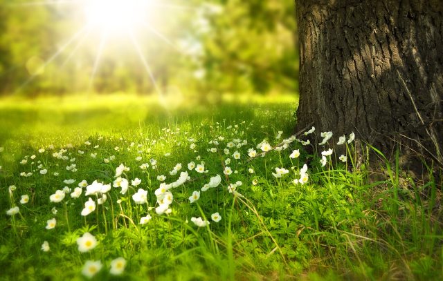 biodiversity, shareholder engagemnt